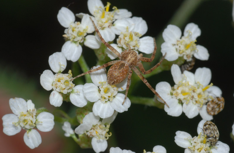 Anthrenus cfr verbasci